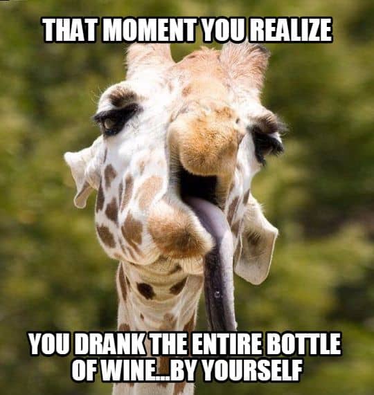 13 Funny Animal Memes That You Can Relate To ...