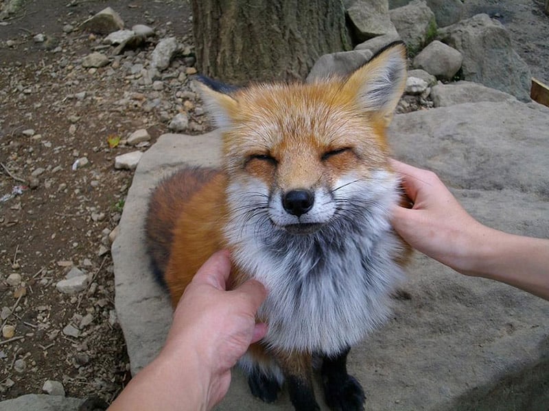 fox villiage 5