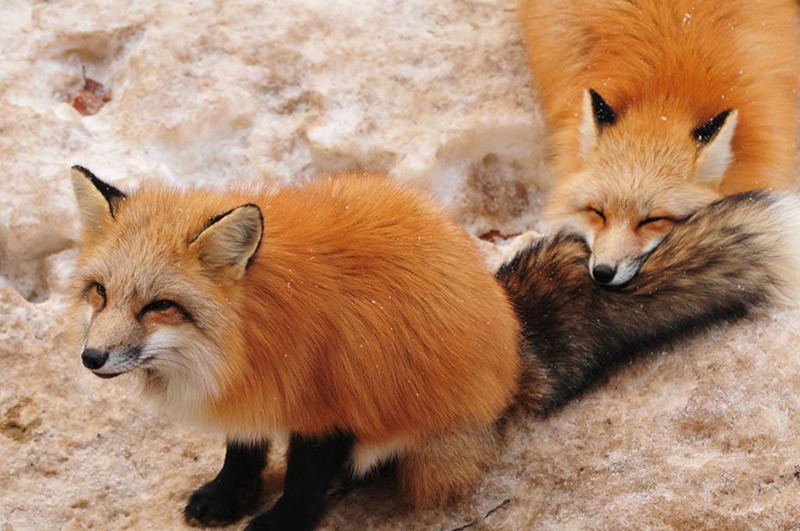 fox villiage4