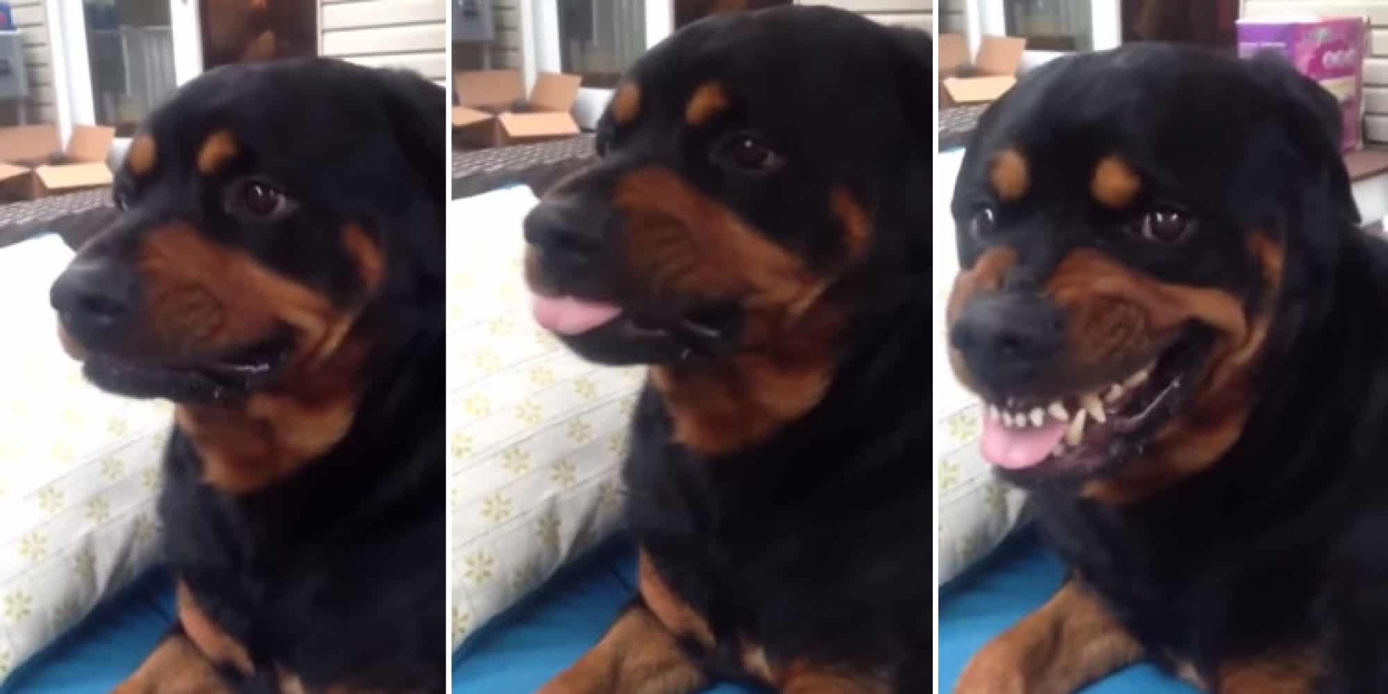 Adorable Rottweiler Puppy Shows Us His 'Mean Face'