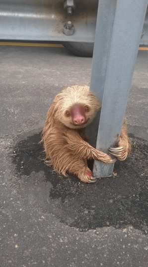 sloth1