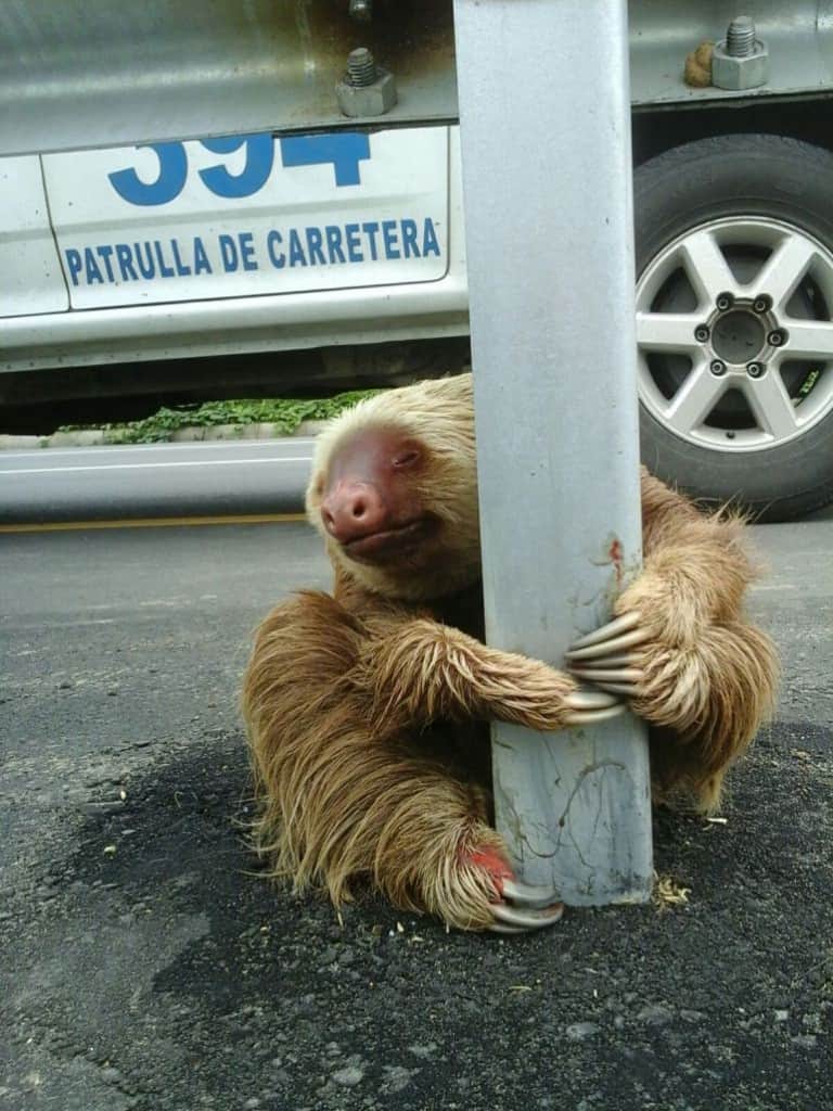 sloth5