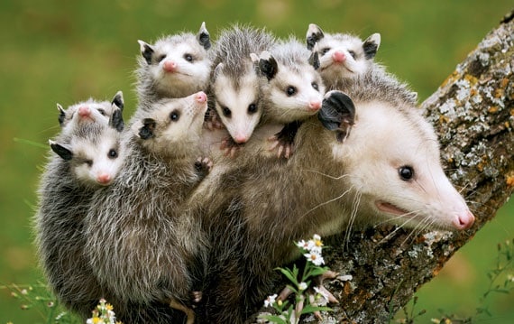 opossum-mom-babies-Stan-Tekiela-570x375