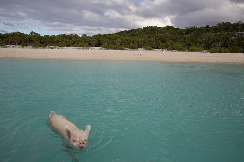 swimming pigs2