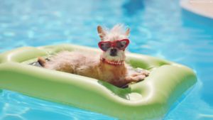 Dog-In-Swimming-Pool-Wearing-Sunglasses-Images