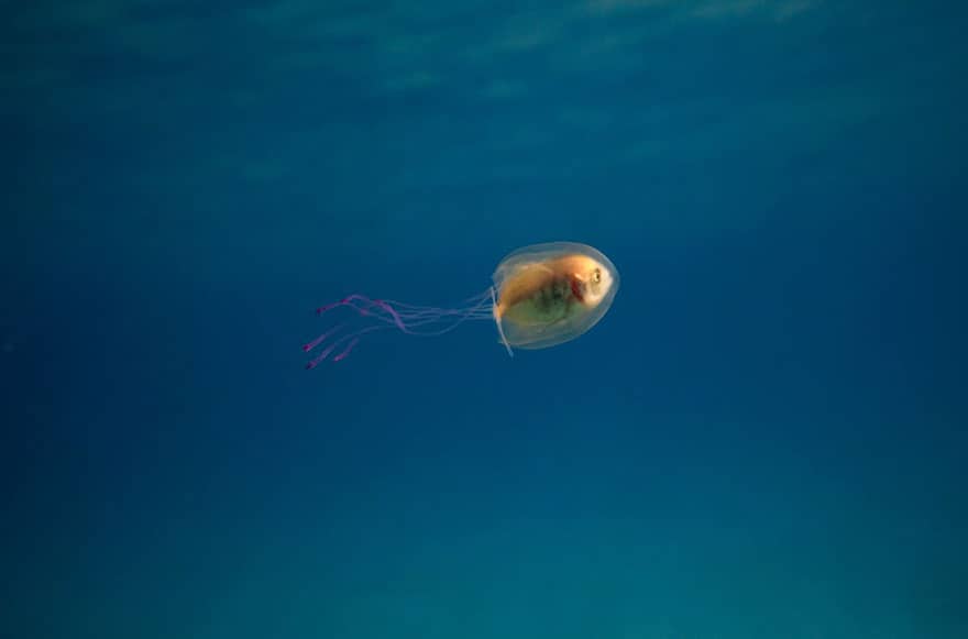 jellyfish3
