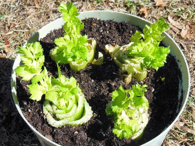 10-Veggies-You-Can-Grow-Again-Growing-Celery