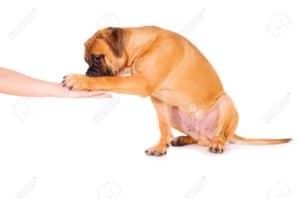 17541695-bullmastiff-puppy-give-a-paw-to-human-hand-lesson-training-dog-isolated-on-white-background-Stock-Photo