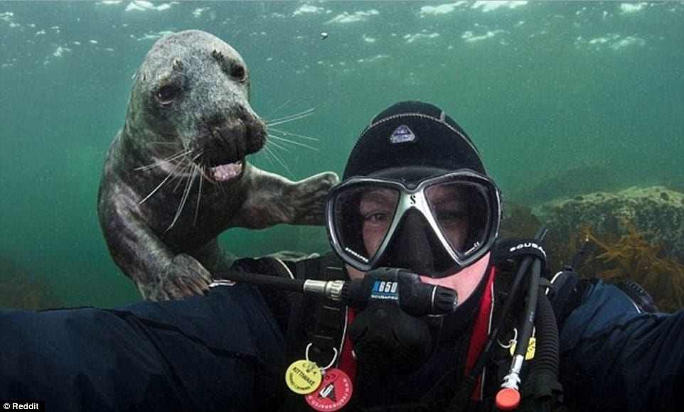 34C532BB00000578-3616258-Seal_of_approval_This_diver_was_photobombed_during_his_underwate-a-187_1464615112489