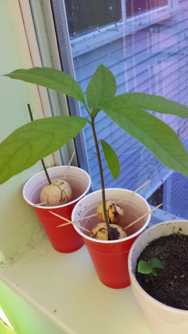 Growing-Avocado-from-a-Pit-3