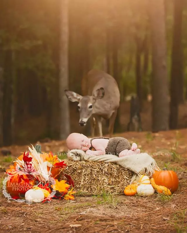 deer-photobombs-baby
