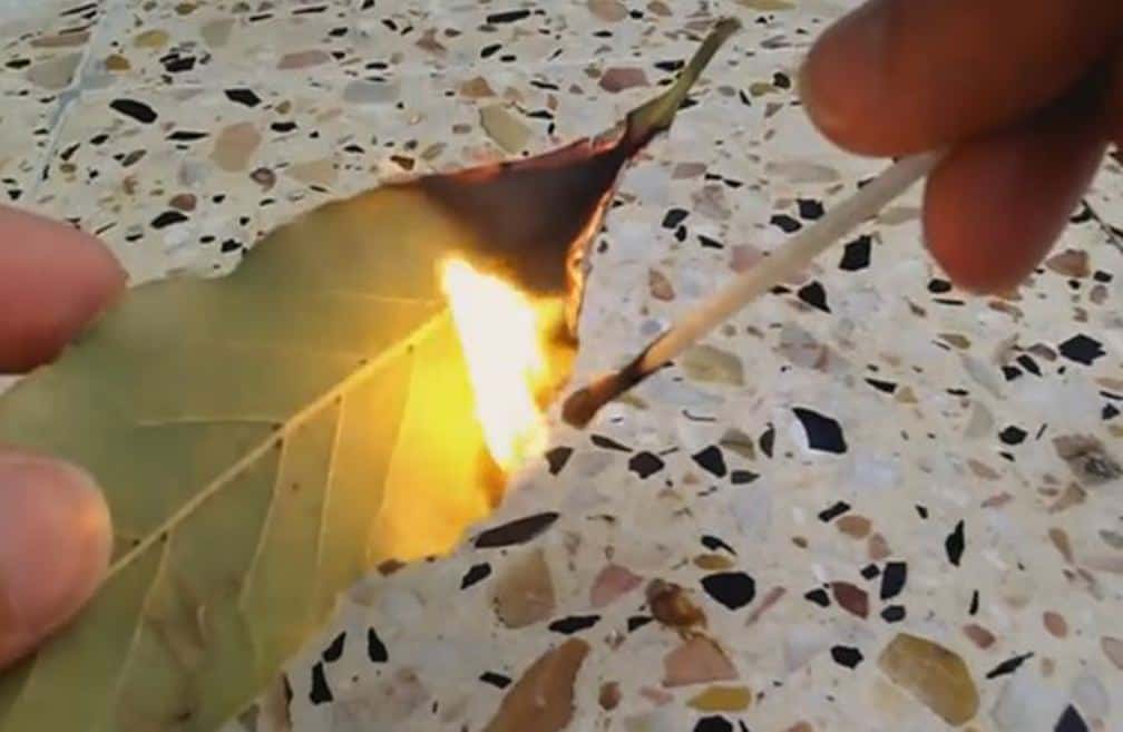 burning leaf