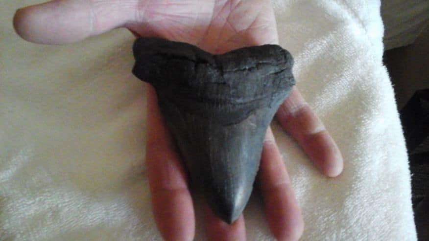 massive-shark-tooth