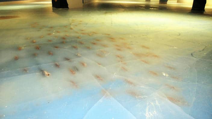 A photo shows a thousand of dead fish ifrozen into the ice at a skating rink at the Space World amusement park in Kitakyushu, Fukuoka Prefecture on Nov. 27, 2016. The amusement park announced that the ice rink is closing after a barrage of online anger and critisim over the abuse exhibition. ( The Yomiuri Shimbun via AP Images )