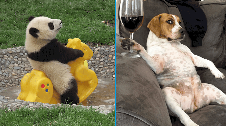 20 Funny Pictures Of Animals Acting Like Humans