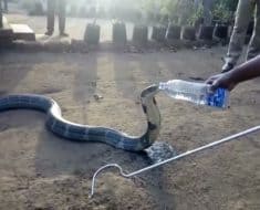 cobra drinks water bottle