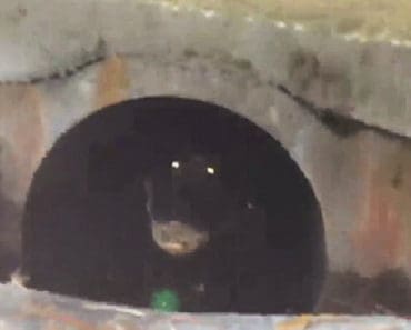 florida alligator sewer drain