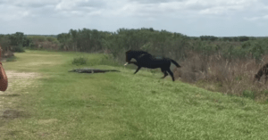 horse attack alligator florida