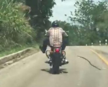 snake attack motorcycle