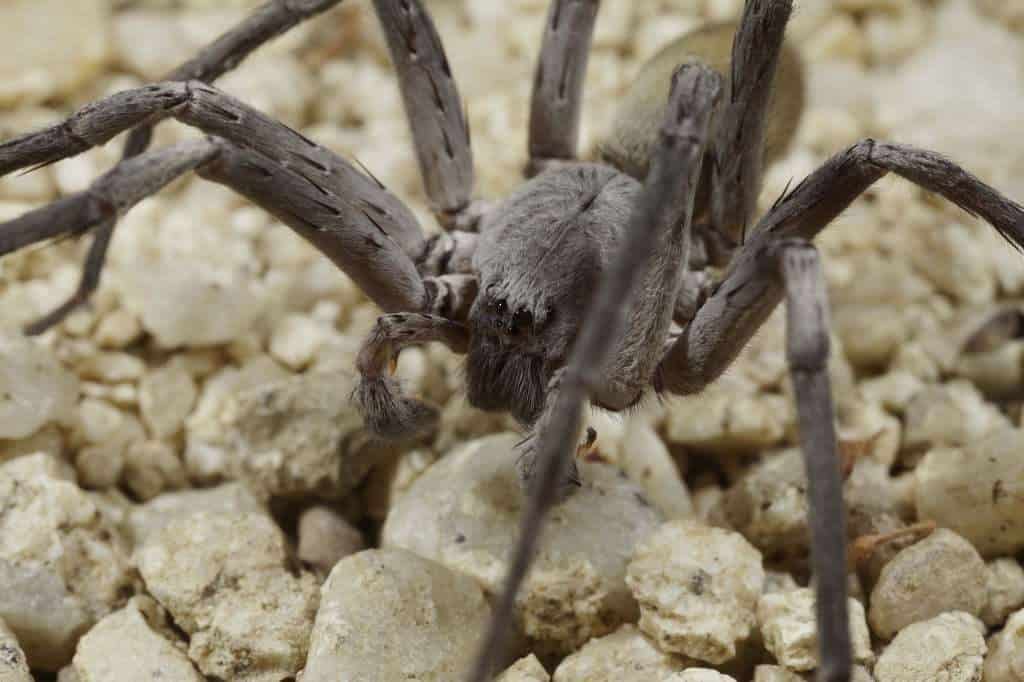 rare spider California 