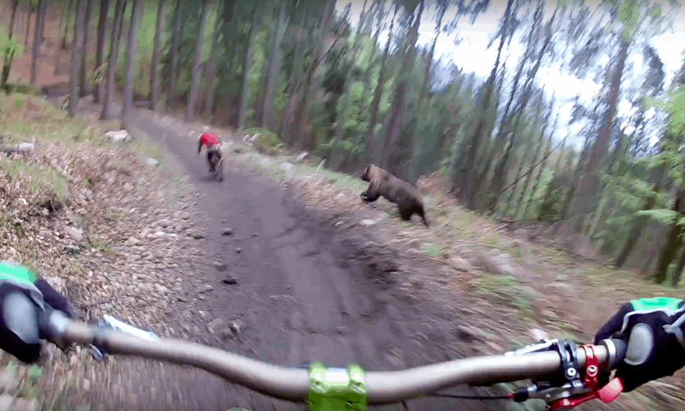 Grizzly bear chases biker