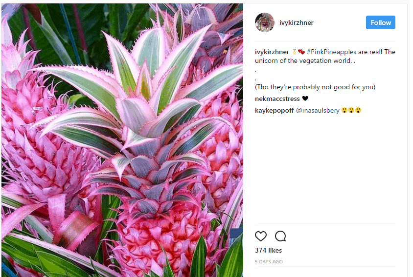 pink pineapples