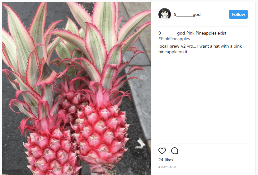 pink pineapples