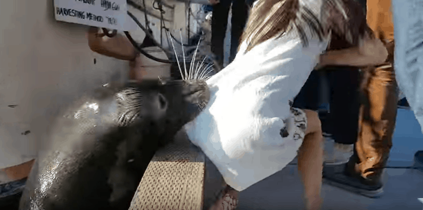 sea lion grabs girl