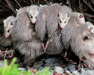 opossum carries babies back
