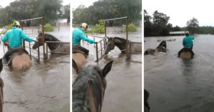horse water rescue texas