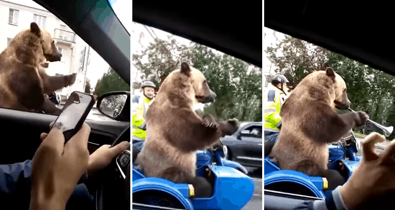 grizzly bear Russia sidecar traffic