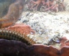 fish tank monster worm