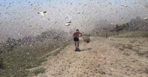 swarm locusts