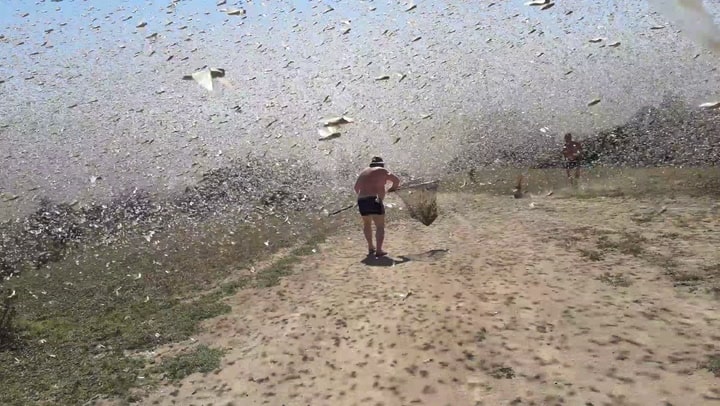swarm locusts