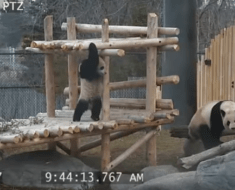 panda cubs toronto zoo