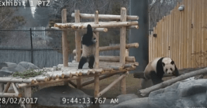 panda cubs toronto zoo