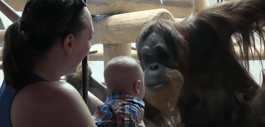 Junie orangutan baby 