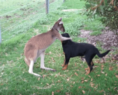 Kangaroo dog love
