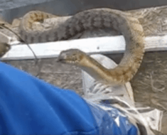 snake remembers man