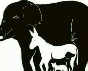 How Many Animals Are Hidden In This Picture