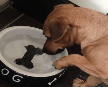 confused dog water bowl