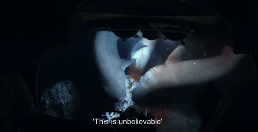 sharks attack submarine