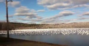 snow geese flying together