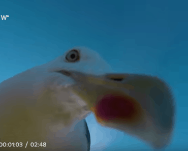 GoPro Seagull Drone