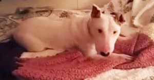Rescue Dog Experiences A Bed For The First Time