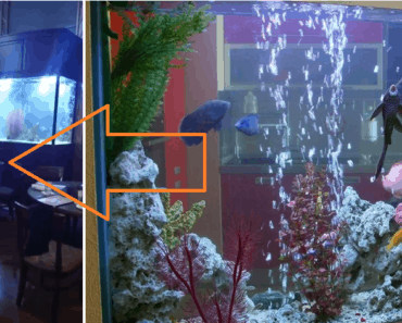 Restaurant's Giant Aquarium Cracks AwesomeJelly