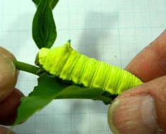 caterpillar squeak noise defense