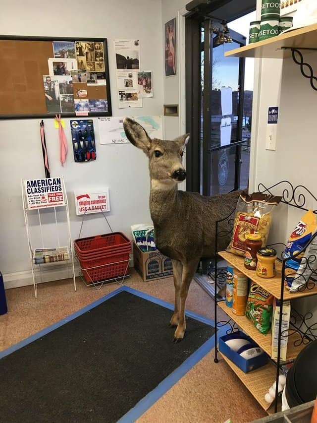 deer inside store