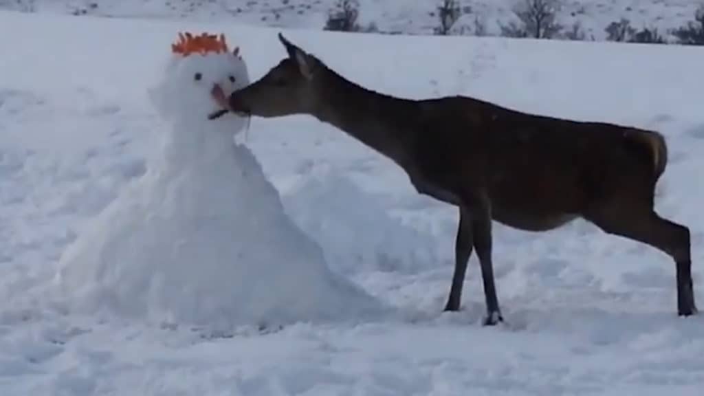 deer eats carrots snowman