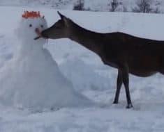 deer eats carrots snowman